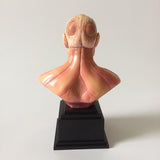 Figurine statuette L'Attaque des Titans du Titan Colossal