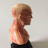 Figurine statuette L'Attaque des Titans du Titan Colossal